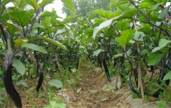 茄子種植時間和方法：如何育苗、定植等