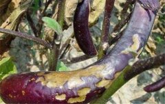 茄子病蟲(chóng)害防治：茄子綿疫病、褐紋病、地老虎