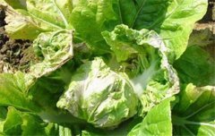 大白菜病蟲害防治：白菜病毒病、霜霉病等