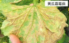 黃瓜病蟲(chóng)害防治：黃瓜霜霉病、白粉病、紅蜘蛛