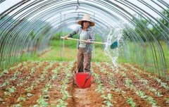 菜豆栽培時(shí)間與技術(shù)要點(diǎn)、病蟲害防治