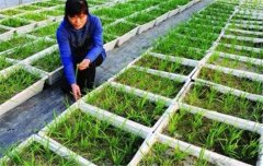 韭菜種植和管理的步驟：育苗、定植與田間管理