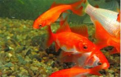 金魚的種類可分為草金魚、龍睛魚、文魚和蛋魚