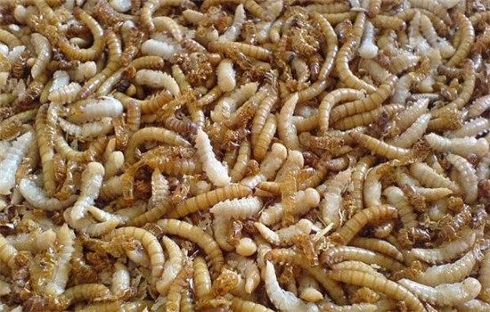 黃粉蟲(chóng)的飼養(yǎng)管理