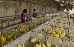 鵝飼養(yǎng)管理要求：雛鵝、小鵝、中鵝的飼養(yǎng)管理