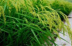 水稻施肥量及比例您知道嗎？水稻要如何施肥？