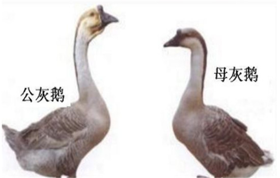 公、母鵝的配偶