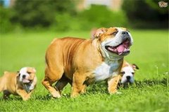 怎樣加強(qiáng)懷孕母犬飼養(yǎng)管理，防止胚胎死亡或流