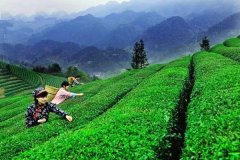 怎樣使茶葉優(yōu)質(zhì)高產(chǎn) 茶葉優(yōu)質(zhì)高產(chǎn)栽培技術簡介