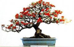 火棘如何盆栽？講述火棘種植的那些細(xì)節(jié)問題