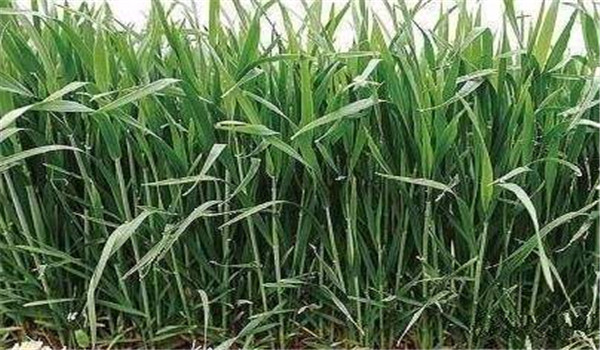 抗旱防漬、保根護(hù)葉