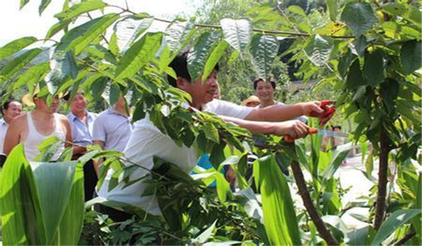 修剪桃樹(shù)