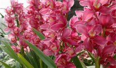 大花蕙蘭什么時候開花，如何養(yǎng)護(hù)與管理