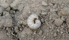 地老虎的防治辦法、習(xí)性與為害特點(diǎn)