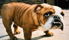 斗牛犬怎么訓(xùn)練定點(diǎn)大小便，如何正確飼養(yǎng)？