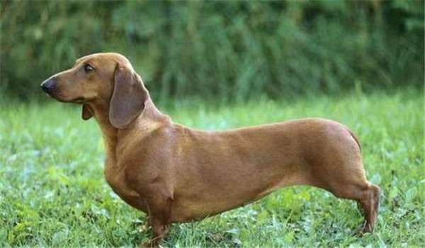 臘腸犬標(biāo)準(zhǔn)選購(gòu)