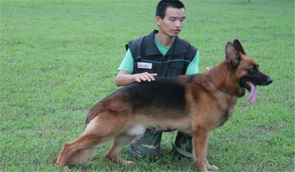 因犬制宜，區(qū)別對待
