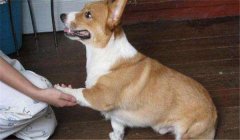 怎么訓(xùn)練狗狗臥下？犬“臥下”動作的調(diào)教方法
