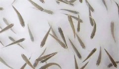 魚苗放養(yǎng)密度多少合適，需注意什么？