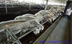 羊主要吃什么飼料、牧草 羊的飼養(yǎng)管理注意什么