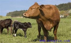 一頭牛大概有多少斤、一頭牛能出多少斤肉？