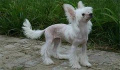 冠毛犬多少錢一只？怎樣選購(gòu)與飼養(yǎng)中國(guó)冠毛犬