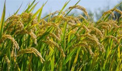 為什么說農(nóng)作物白根有勁、黃根保命、黑根生病