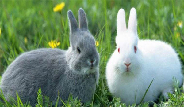 更換飼料、逐漸遞減