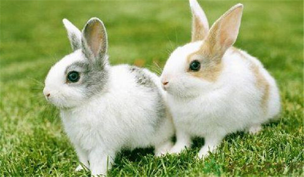 青料為主、精飼為輔