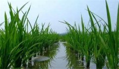 晚稻施穗肥效果好不好，應怎樣施肥？
