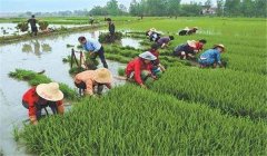 中稻什么時(shí)候下種、幾月收割？