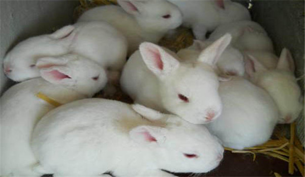 飼草飼料要新鮮、干凈