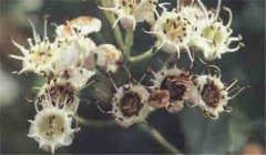 山楂花腐病怎么防治，患病山楂有何癥狀