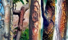 梨樹(shù)腐爛病怎么治效果最好，用什么藥治？