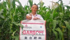 玉米基肥比例多少好，玉米基肥施多少合適？