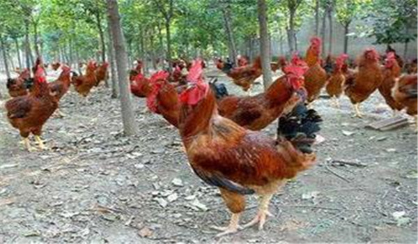 種雞公、母要分開飼養(yǎng)