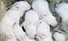 仔兔的飼養(yǎng)管理要點(diǎn)，仔兔睡眠期管理的方法