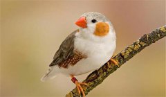 珍珠鳥(niǎo)怎么養(yǎng)，珍珠鳥(niǎo)的飼養(yǎng)與繁殖方法