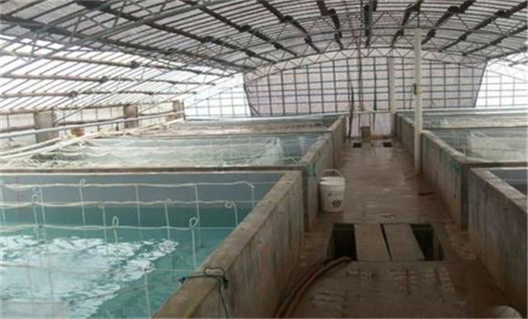 越冬池的建設要求