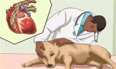 狗鉤蟲病的癥狀 狗鉤蟲病怎么治、多久可以治好