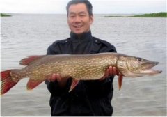 如何飼養(yǎng)白斑狗魚，白斑狗魚的養(yǎng)殖技術(shù)要點(diǎn)
