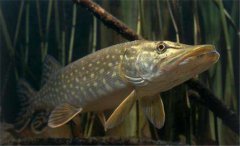 白斑狗魚怎么養(yǎng)，白斑狗魚養(yǎng)殖技術(shù)要點(diǎn)