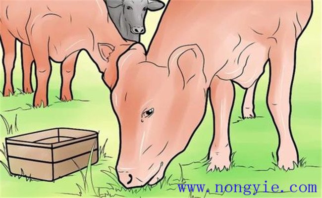 奶牛食道梗塞的臨床癥狀、預(yù)防要點(diǎn)與治療方法