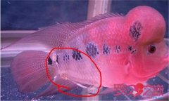 魚腸炎的癥狀及治療方法，魚腸炎用什么藥效果