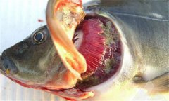 魚爛鰓病怎么處理 爛鰓病怎么治、用什么藥治療
