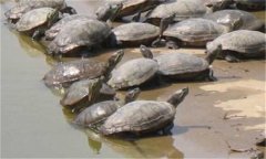 甲魚繁殖季節(jié)、技術(shù)要點與主要步驟