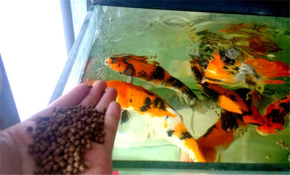 甲魚的攝食、生長(zhǎng)與溫度之間的關(guān)系