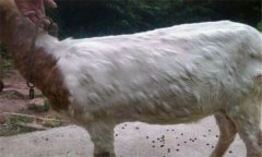 羊痘病的癥狀與治療方法、流行特點(diǎn)