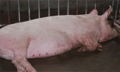 母豬分娩前有什么預(yù)兆，母豬分娩注意事項(xiàng)