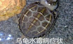 烏龜病了有哪幾種癥狀，烏龜常見病害防治方法